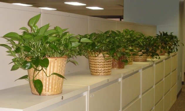 indoor-plants-for-an-office-in-philadelp